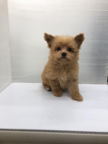 秋田県のポメプー(ポメラニアン×プードル) (ペットアミ 本荘インター店/2026年2月7日生まれ/女の子/レッド)の子犬の2枚目の画像