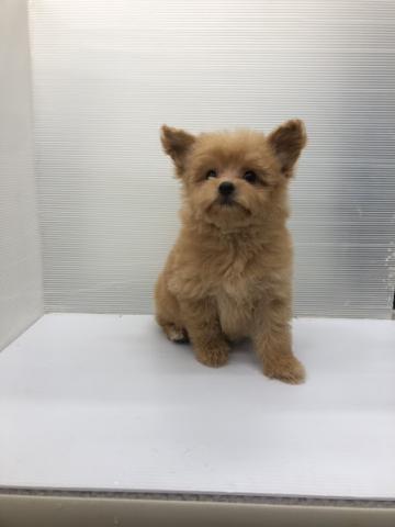 秋田県のポメプー(ポメラニアン×プードル) (ペットアミ 本荘インター店/2026年2月7日生まれ/女の子/レッド)の子犬の3枚目の画像