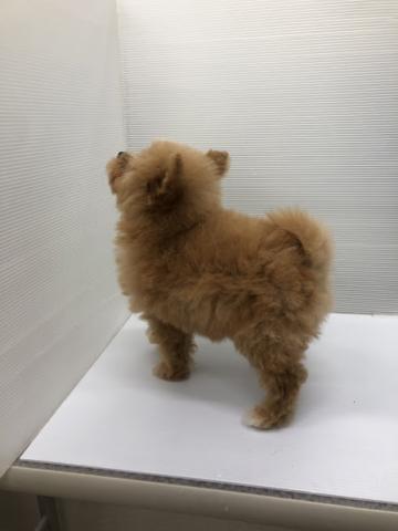 秋田県のポメプー(ポメラニアン×プードル) (ペットアミ 本荘インター店/2026年2月7日生まれ/女の子/レッド)の子犬の4枚目の画像