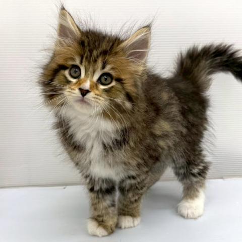 秋田県のメインクーン (ペットアミ 本荘インター店/2026年2月7日生まれ/女の子/ブラウンタビーホワイト)の子猫の2枚目の画像