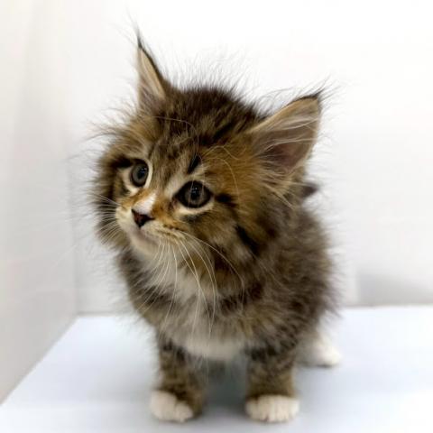 秋田県のメインクーン (ペットアミ 本荘インター店/2026年2月7日生まれ/女の子/ブラウンタビーホワイト)の子猫の3枚目の画像