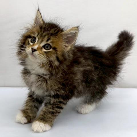 秋田県のメインクーン (ペットアミ 本荘インター店/2026年2月7日生まれ/女の子/ブラウンタビーホワイト)の子猫の4枚目の画像