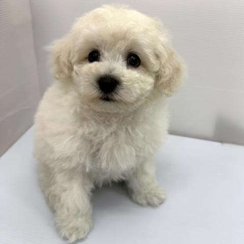 秋田県のビションプー(ビションフリーゼ×プードル) (ペットアミ 本荘インター店/2026年2月6日生まれ/男の子/ホワイト)の子犬の2枚目の画像