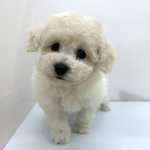 秋田県のビションプー(ビションフリーゼ×プードル) (ペットアミ 本荘インター店/2026年2月6日生まれ/男の子/ホワイト)の子犬の4枚目の画像