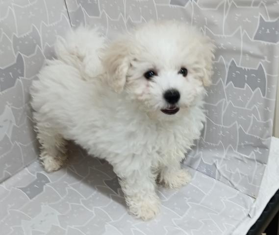 富山県のビションフリーゼ (ペットアミ宮野店/2026年1月24日生まれ/女の子/ホワイト)の子犬の2枚目の画像