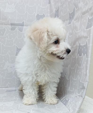 富山県のビションフリーゼ (ペットアミ宮野店/2026年1月24日生まれ/女の子/ホワイト)の子犬の3枚目の画像