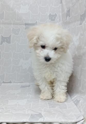 富山県のビションフリーゼ (ペットアミ宮野店/2026年1月24日生まれ/女の子/ホワイト)の子犬の4枚目の画像