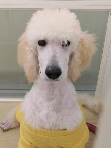 岩手県のスタンダードプードル (ペットアミ 花巻店/2025年11月22日生まれ/男の子/クリーム)の子犬の1枚目の画像