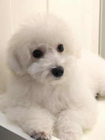 岩手県のビションフリーゼ (ペットアミ 花巻店/2025年11月12日生まれ/女の子/ホワイト)の子犬の1枚目の画像