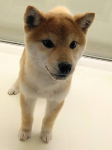 岩手県の柴犬(標準サイズ) (ペットアミ 花巻店/2025年11月8日生まれ/女の子/赤)の子犬の1枚目の画像