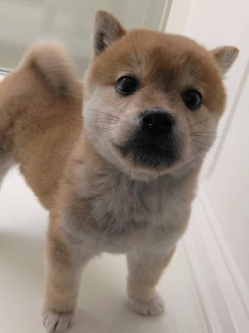 岩手県の柴犬(標準サイズ) (ペットアミ 花巻店/2025年11月8日生まれ/女の子/赤)の子犬の2枚目の画像