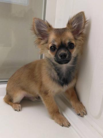 岩手県のチワワ(ロング) (ペットアミ 花巻店/2025年9月20日生まれ/男の子/レッド)の子犬の1枚目の画像