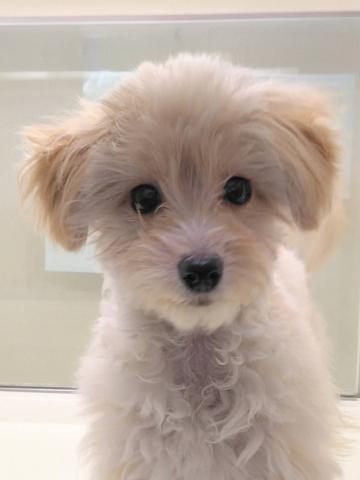 岩手県のポメプー(ポメラニアン×プードル) (ペットアミ 花巻店/2025年10月6日生まれ/男の子/アプリコット)の子犬の1枚目の画像
