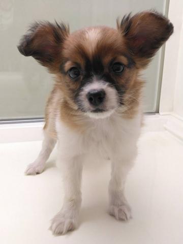 岩手県のパピヨン (ペットアミ 花巻店/2026年1月10日生まれ/男の子/ホワイトブラウン)の子犬