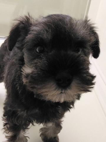 岩手県のミニチュアシュナウザー (ペットアミ 花巻店/2026年1月3日生まれ/男の子/ソルトペッパー)の子犬