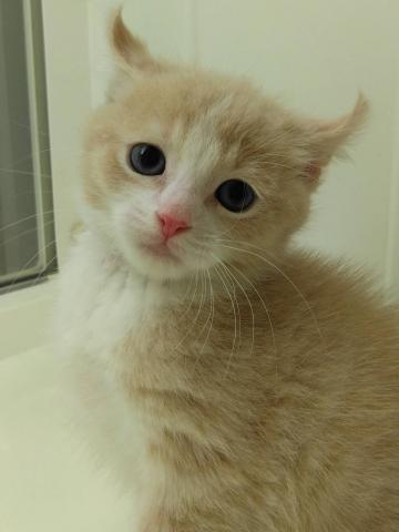 アメリカンカール