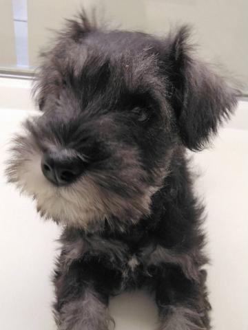 ミニチュアシュナウザー