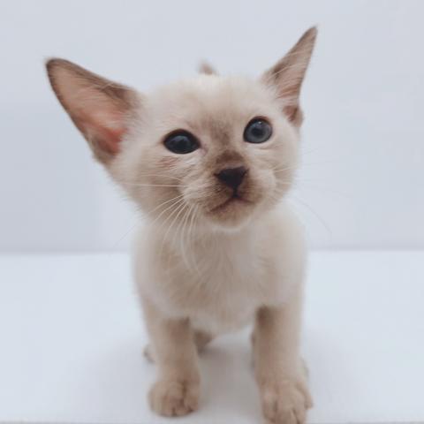 新潟県のトンキニーズ (ペットアミ 新津店/2025年11月8日生まれ/男の子/シャンパンミンク)の子猫の3枚目の画像