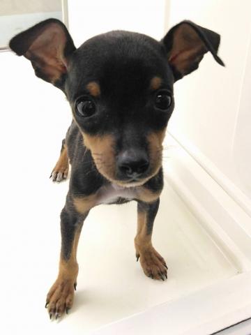 ミニチュアピンシャー