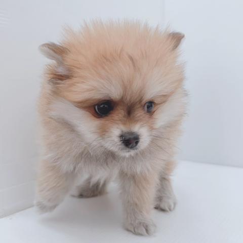 新潟県のポメラニアン (ペットアミ 新津店/2026年1月10日生まれ/女の子/オレンジ)の子犬の2枚目の画像