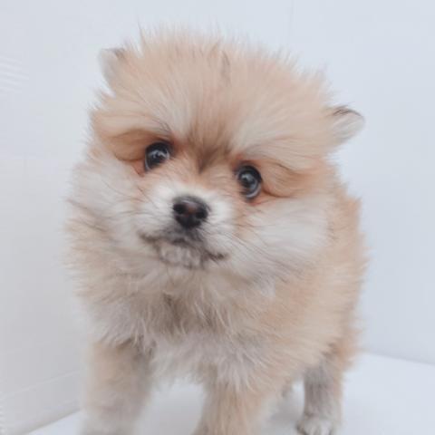 新潟県のポメラニアン (ペットアミ 新津店/2026年1月10日生まれ/女の子/オレンジ)の子犬の3枚目の画像