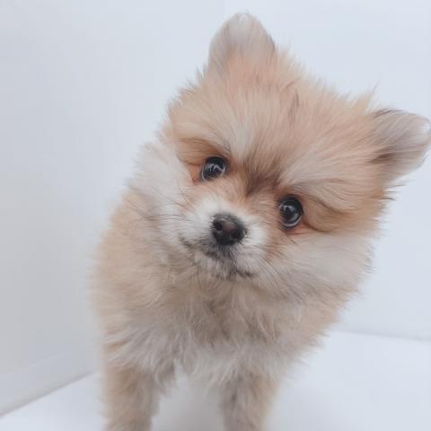 新潟県のポメラニアン (ペットアミ 新津店/2026年1月10日生まれ/女の子/オレンジ)の子犬の4枚目の画像