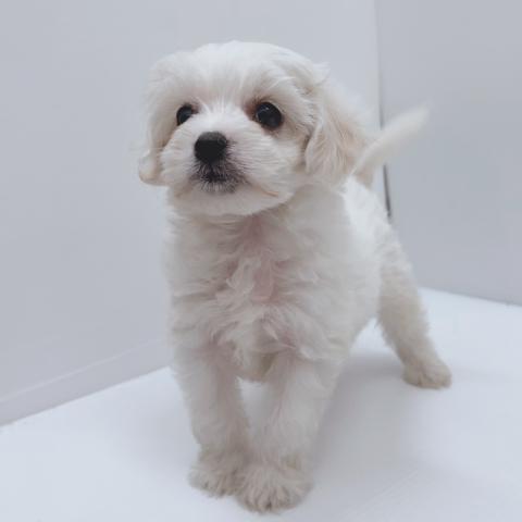 新潟県のハーフ犬・ミックス犬 (ペットアミ 新津店/2025年11月22日生まれ/男の子/クリーム)の子犬の2枚目の画像