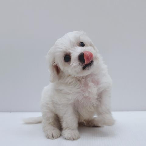 新潟県のハーフ犬・ミックス犬 (ペットアミ 新津店/2025年11月22日生まれ/男の子/クリーム)の子犬の4枚目の画像