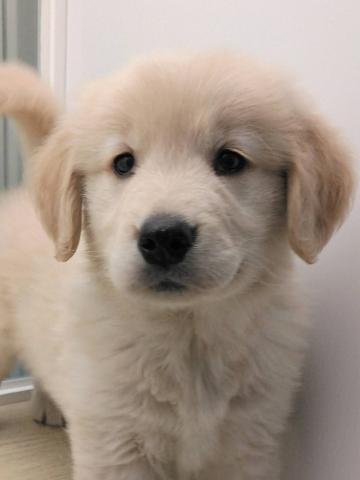 ゴールデンレトリーバー