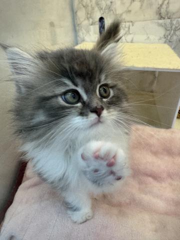 埼玉県のサイベリアン (NICO PET 三郷店/2026年2月15日生まれ/女の子/ブルータビーホワイト)の子猫の2枚目の画像
