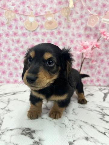 秋田県のミニチュアダックスフンド(ロング) (ペットアミ 能代東インター店/2026年1月14日生まれ/男の子/ブラックタン)の子犬の3枚目の画像