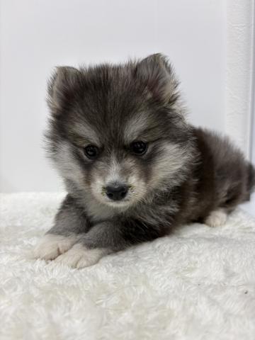 和歌山県のハーフ犬・ミックス犬 (ペットアミ 那賀店/2026年2月5日生まれ/男の子/ブラックタン)の子犬の2枚目の画像