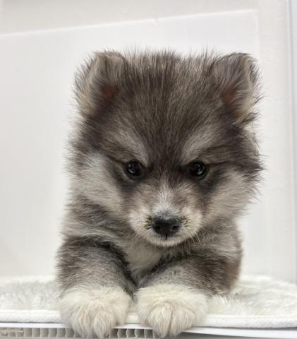 和歌山県のハーフ犬・ミックス犬 (ペットアミ 那賀店/2026年2月5日生まれ/男の子/ブラックタン)の子犬の3枚目の画像