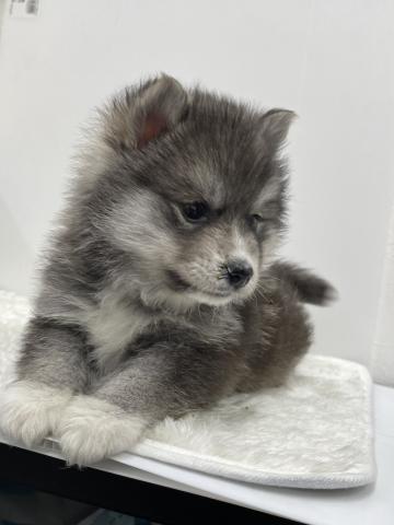 和歌山県のハーフ犬・ミックス犬 (ペットアミ 那賀店/2026年2月5日生まれ/男の子/ブラックタン)の子犬の4枚目の画像