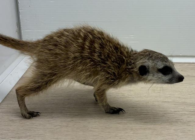 ミーアキャット