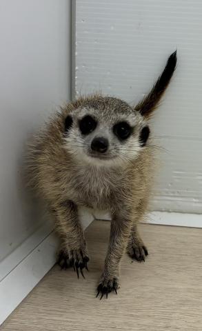 ミーアキャット
