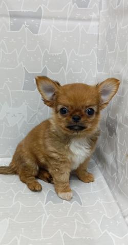 富山県のチワワ(ロング) (ペットアミ宮野店/2026年1月31日生まれ/男の子/レッドホワイト)の子犬の2枚目の画像