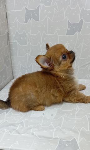 富山県のチワワ(ロング) (ペットアミ宮野店/2026年1月31日生まれ/男の子/レッドホワイト)の子犬の4枚目の画像