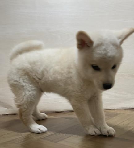 和歌山県の柴犬(標準サイズ) (ペットアミ 和歌山インター店/2026年1月23日生まれ/男の子/ホワイト)の子犬の2枚目の画像
