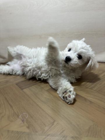 和歌山県のビションフリーゼ (ペットアミ 和歌山インター店/2026年1月17日生まれ/男の子/ホワイト)の子犬の2枚目の画像