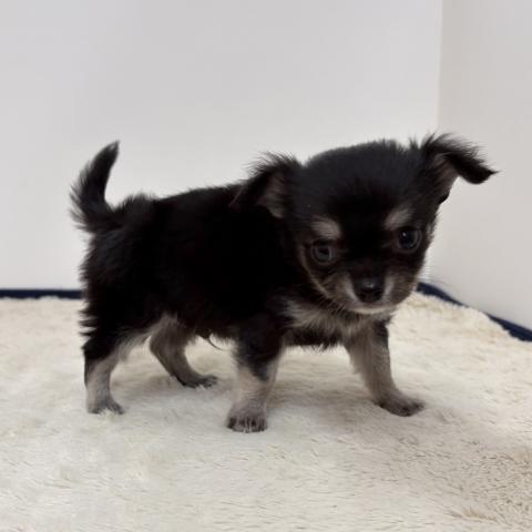 三重県のチワワ(ロング) (ペットアミ 松阪店/2026年1月31日生まれ/男の子/ブラックタンホワイト)の子犬の4枚目の画像