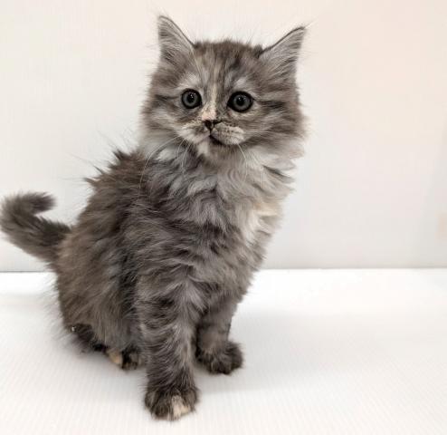 長野県のスコティッシュフォールド (ペットアミ 中野店/2026年1月24日生まれ/女の子/トーティー)の子猫