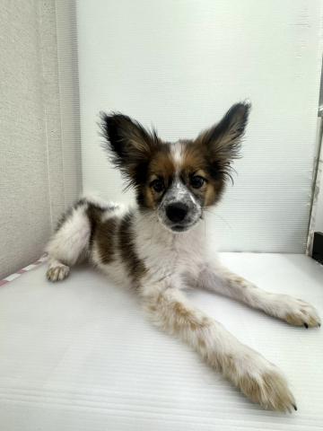 和歌山県のパピヨン (ペットアミ 紀ノ川店/2025年12月20日生まれ/男の子/ホワイトブラウン)の子犬の1枚目の画像