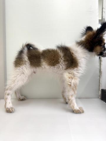 和歌山県のパピヨン (ペットアミ 紀ノ川店/2025年12月20日生まれ/男の子/ホワイトブラウン)の子犬の2枚目の画像