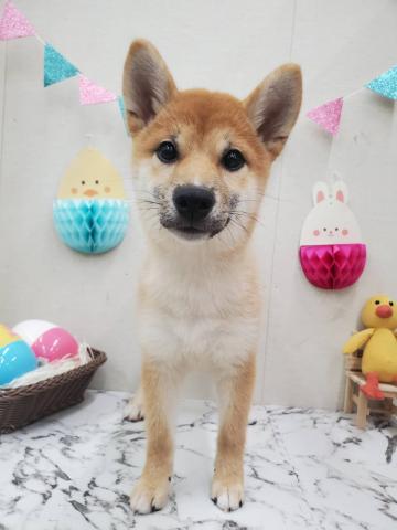 秋田県の柴犬(標準サイズ) (ペットアミ 能代東インター店/2025年11月15日生まれ/女の子/赤)の子犬の1枚目の画像