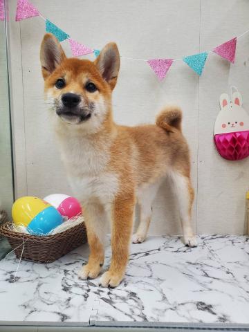 秋田県の柴犬(標準サイズ) (ペットアミ 能代東インター店/2025年11月15日生まれ/女の子/赤)の子犬の2枚目の画像