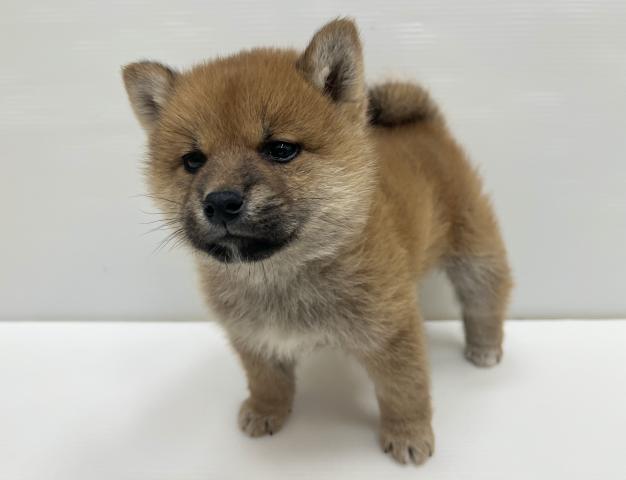 和歌山県の柴犬(標準サイズ) (ペットアミ 岩出店/2026年1月2日生まれ/男の子/赤)の子犬の2枚目の画像