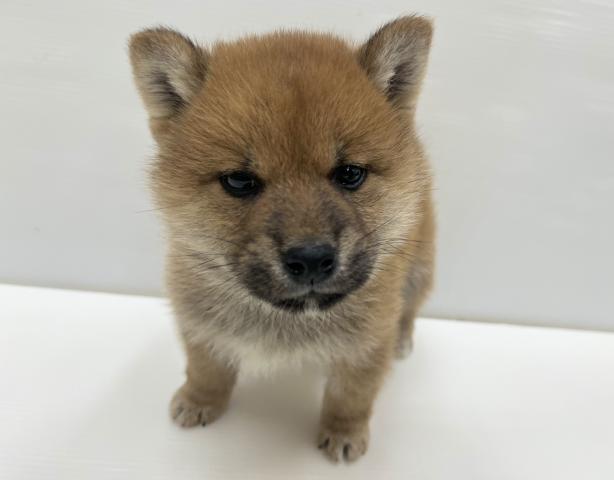 和歌山県の柴犬(標準サイズ) (ペットアミ 岩出店/2026年1月2日生まれ/男の子/赤)の子犬の3枚目の画像