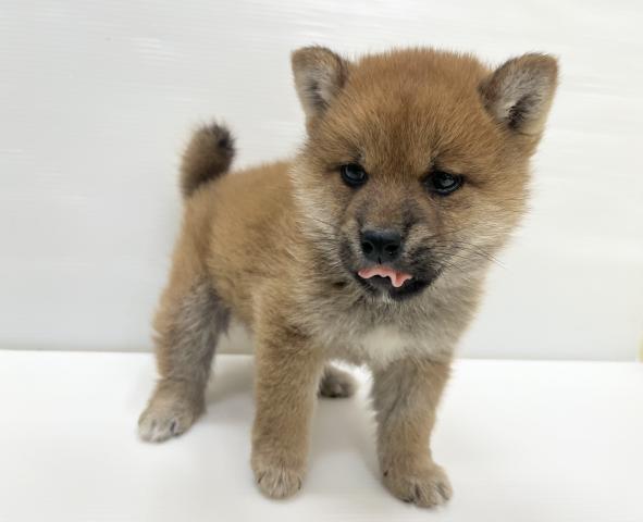 和歌山県の柴犬(標準サイズ) (ペットアミ 岩出店/2026年1月2日生まれ/男の子/赤)の子犬の4枚目の画像