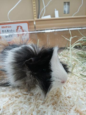 ペルビアンモルモット